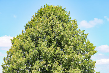 Wall Mural - lush green treetop against a blue sky