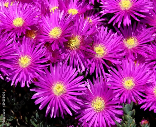 200 Graines De Ficoïde Tapis Magique - Fleurs Vivaces Colorées - Pour Jardin, Bordures, Couvre-sol