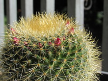 A Cactus With Beautiful Pink Flower Buds