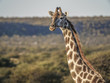 Giraffe Africa Namibia