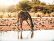 Giraffe Etosha Waterhole