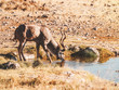 Kudu Waterhole Etosha