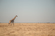 Etosha Giraffe