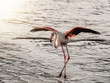 Flamingo Namibia
