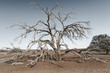 Death Tree Namibia