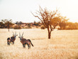 Oryx in Kalahari