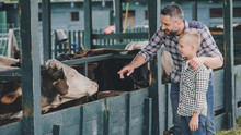 Side View Of Happy Father And Son In Checkered Shirts Looking At Cows In Stall
