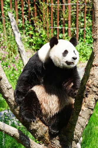 Plakat Gigantyczna panda na drzewie