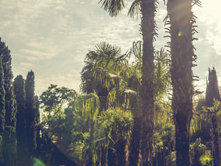 Poster - palm trees against the sky with sun, exotic tropical concept