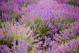 Fototapeta Lawenda - A bush of lavender close-up. Selective focus.