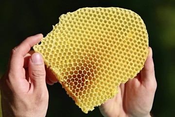 Close up image of yellow piece of honeycomb held by someone´s hands, sunny spring day, dark green blurry background