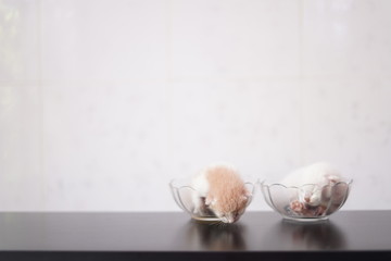 Cute little kitten newborn on glass with white background.