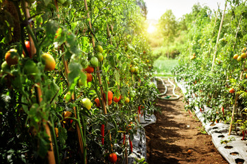 Branch of fresh tomatoes hanging on trees in organic farm, Bali island. Organic tomato plantation.