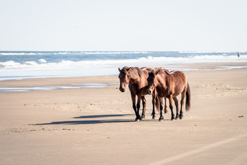 horses on the beach 