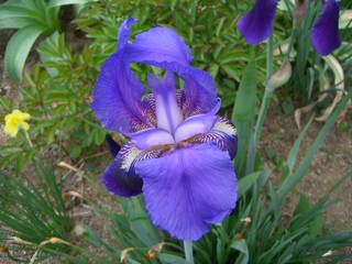 Such as wake up beautiful dignified iris in house garden