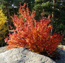 Autumn Red Bush Of Serviceberry