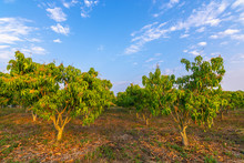 Mango Trees At Mango Orchard In Sunset Light With Blue Sky.