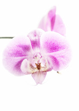 Phalaenopsis Pink White Orchid Flower In Bloom