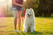 beautiful curly blonde smiling happy young woman in denim shorts training a white fluffy cute samoyed dog in the summer park sunset rays field background . pet and hostess
