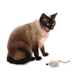 Wall Mural - siamese cat with toy mouse