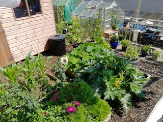 Vegetable Patch Garden