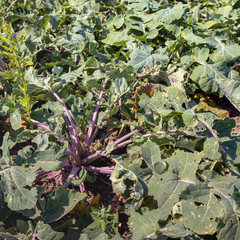 Wall Mural - Organically cultivated rutabaga plants from close