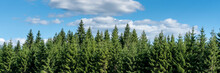 Wald Und Blauer Himmel Panorama
