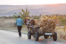 Farmer Carries Dried Corn Leaves On A Horse Drawn Cart At Sunset, Back View. Horse Cart, Rural Life Concept