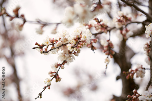 Spring cherry blossoms