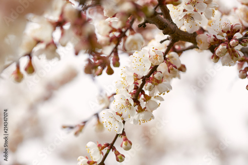 Beautiful blossoming tree