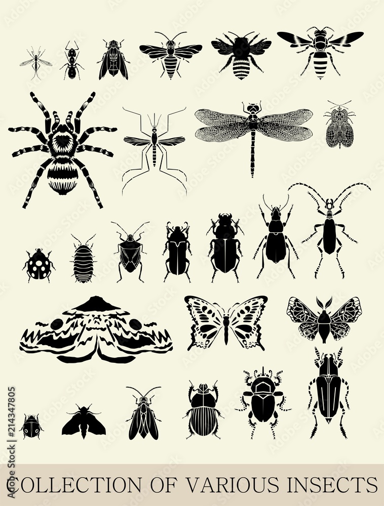 Small Insetine Vector Vector set of various small insects Stock Vector | Adobe Stock