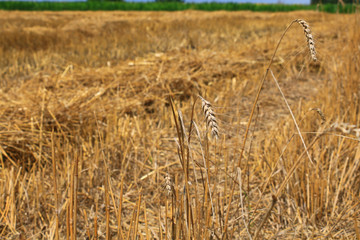 Wall Mural - wheat field after harvest