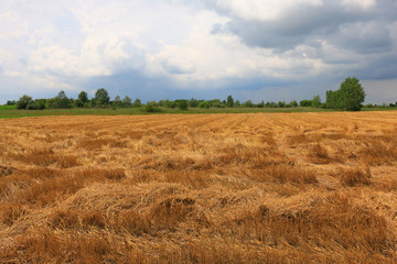 Wall Mural - wheat field after harvest