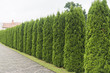 Green hedge of thuja trees. Green hedge of the tui tree. Nature, background.