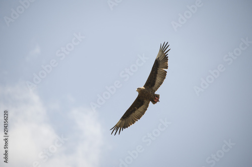 Fotografía A beautiful flying hawk against a clear blue sky in Africa