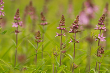 Wall Mural - Purple flowers in the grass