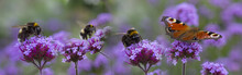 Bumblebees And Butterfly On The Garden Flower - Macro Photo