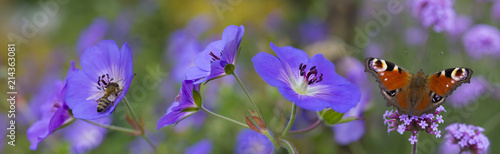 bee and butterfly on the garden flowers