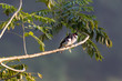 Pair of birds on branch, red whiskered bulbul