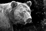 Fototapeta Pokój dzieciecy - Grizzly bear in the alaskan wilderness