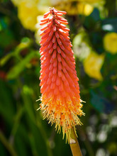 Red Hot Poker Free Stock Photo - Public Domain Pictures