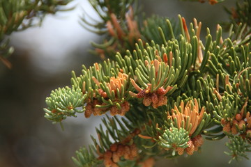 Tiny Pine Cone Clusters 2