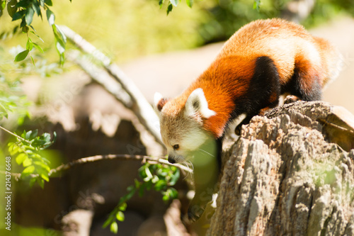 Plakat Czerwona panda porusza się po drzewach, aby znaleźć liście bambusa
