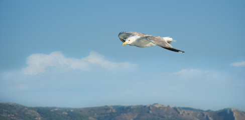 Seagulls flying over the sea on a bright summer day