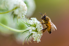 Honey Bee On White Flower