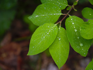 Wassertropfen auf Laub