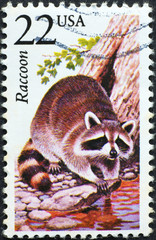 Raccoon on american postage stamp