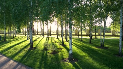Beautiful nature of summer park. Walkway park and landscapes. Green grass, trees and sunlight. Beautiful sunny day.