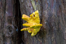 Laetiporus Sulphureus Bracket Fungus Growing On A Tree