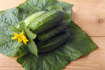 Fresh organic vegetables, green cucumber leaves and yellow flowers on wooden table. Heap of gherkins for healthy diet. Rustic lifestyle concept